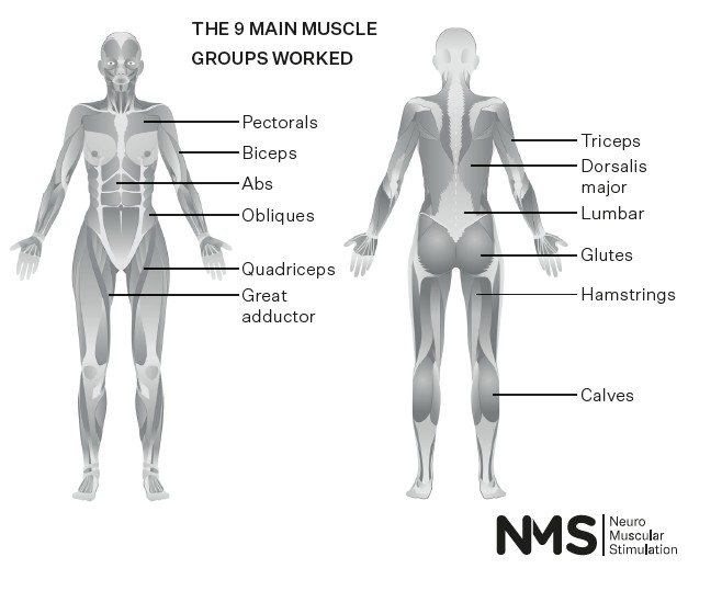 nms full body areas